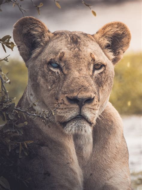 4k Africa Animal Wallpapers High Quality Download Free