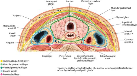 Surgical Anatomy Of The Neck Ento Key