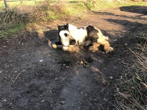 Exhausted And Sick Pony Dies After Dumped On Rural Footpath In