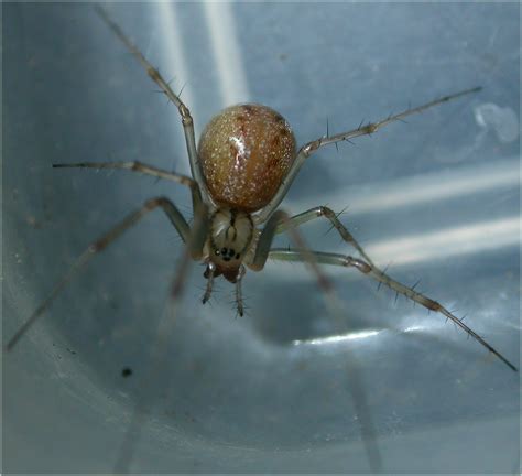 Latest news, expert advice and information on money. Arachnerds: Money Spiders - Linyphiidae