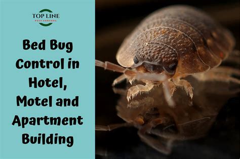Bed Bug Control In Hotel Motel And Apartment Building In Surrey