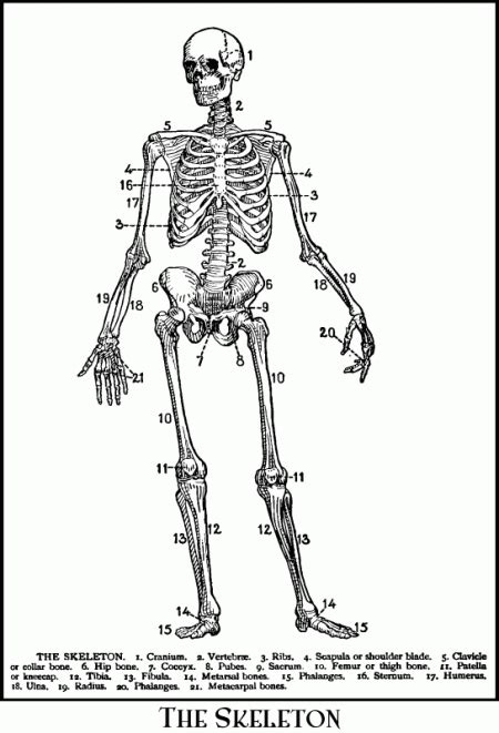 Vintage anatomy diagrams black and white : Antique Skeleton Diagram Clip Art @ Vintage Fangirl