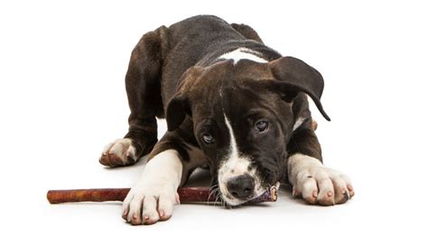 Our pick for the best bully sticks for puppies. Are Bully Sticks Good for Dogs? Everything Pet Owners Must ...