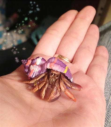I've made this mistake and i wish i went for a larger tank in the first place. I had hermit crabs for like 6 years. So cute! | Hermit ...
