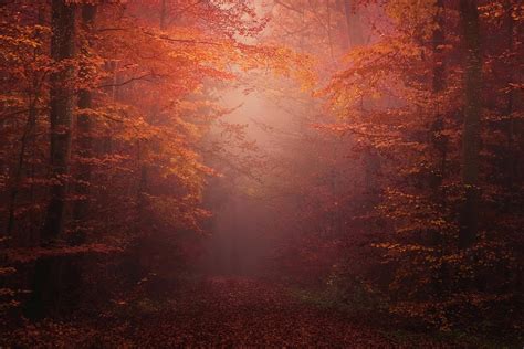 Magic Autumn Forest Photograph By Attila Gimesi Fine Art America