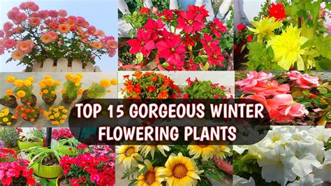 Dont Miss To Plant Top 15 Gorgeous Winter Flowering Plants This Season
