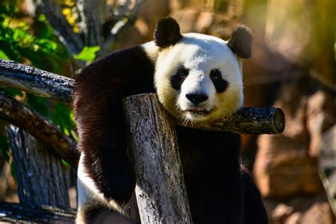 Panda Bear Free Stock Photo Public Domain Pictures