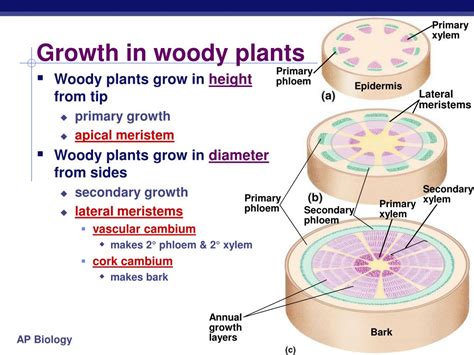 Ppt Plant Anatomy Chapter 35 Powerpoint Presentation Free Download