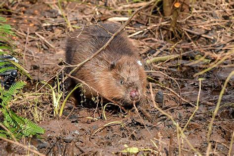 Englands Exmoor National Park Welcomes First Baby Beaver In 400 Years