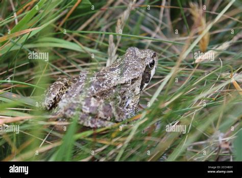 Frog In The Grass Stock Photo Alamy