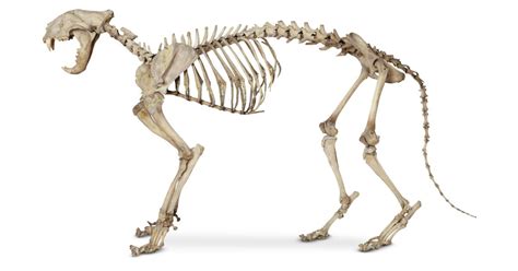 Choose from 500 different sets of flashcards about cat skeleton anatomy on quizlet. Cat Anatomy | Cat Skeleton | DK Find Out