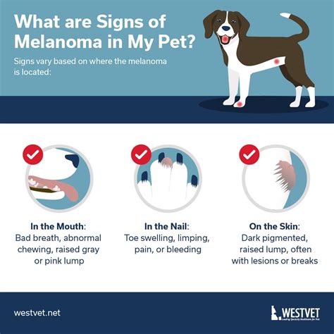Pin On Pet Health Information