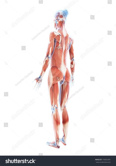 3d Rendered Illustration Female Muscle System Stock Illustration 150632381