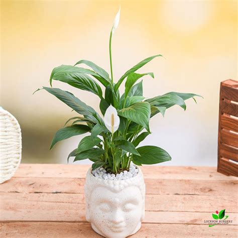 Peace Lily Spathiphyllum Plant With Ceramic Buddha Pot Online