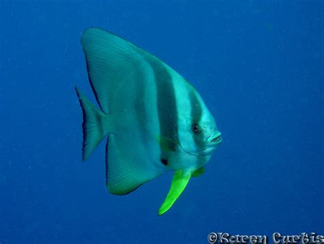 Longfin Spadefish Pterocaesio Chrysozona Phrixus Nyx Flickr