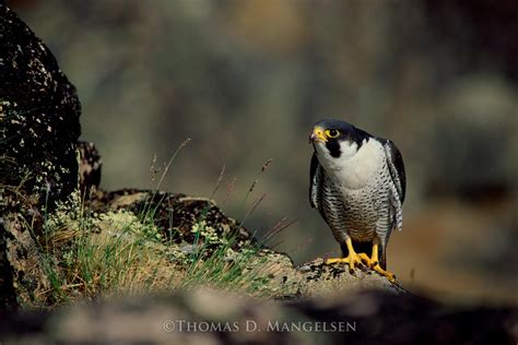 Eye Of The Falcon — Peregrine By Thomas D Mangelsen