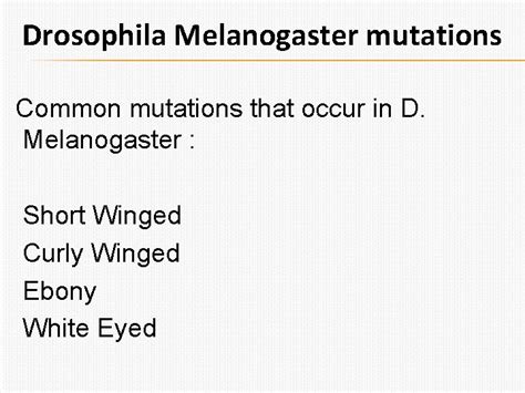 drosophila melanogaster in genetics outline d melanogaster definition
