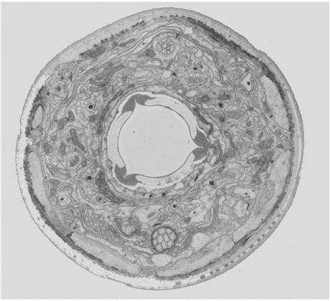 We did not find results for: animal cell microscope : Biological Science Picture ...