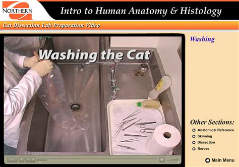 An Interactive Cat Dissection Lab Preparation Guide