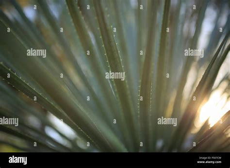Sotol Grass Backlit Nature Background With Green Plants Blurred Out