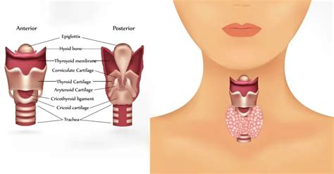 9 Signs You Have An Underactive Thyroid Symptoms Of A Thyroid Issue
