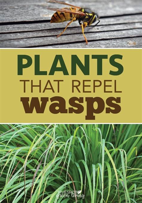 The Best Wasp Repellent Plants Plants Wasp Repellent Garden Pests
