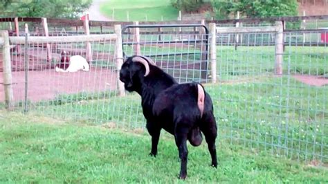 Max Boer Goats Midnight Madness ~ Sold Youtube