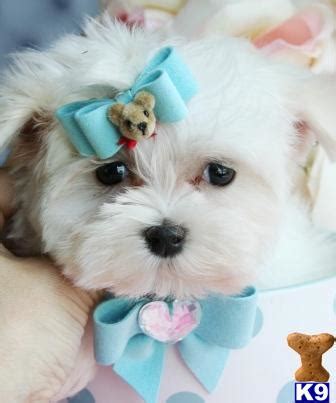 Maltese Puppy for Sale: BUY 1 PUPPY GET 2ND FOR HALF PRICE ...