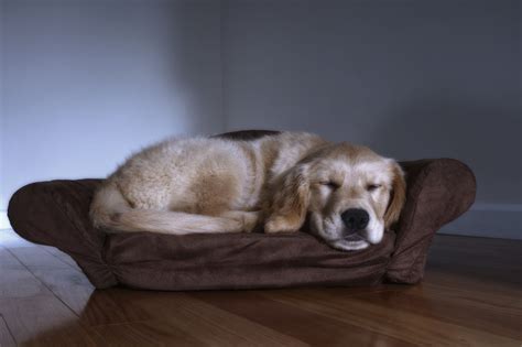 The early signs of bone cancer in dogs can difficult for pet parents to recognize since symptoms tend to be subtle. Canine Lymphoma Symptoms - Pet Ponder