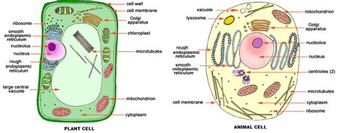 Cells can differentiate in a plant body, just like we have differentiated cells in our bodies (ex. Interactive Plant & Animal Cell