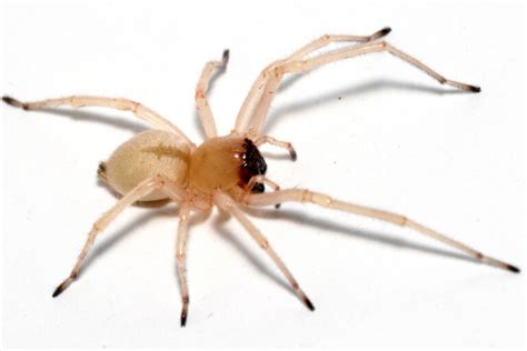 10 Scariest Spiders In The World Depth World