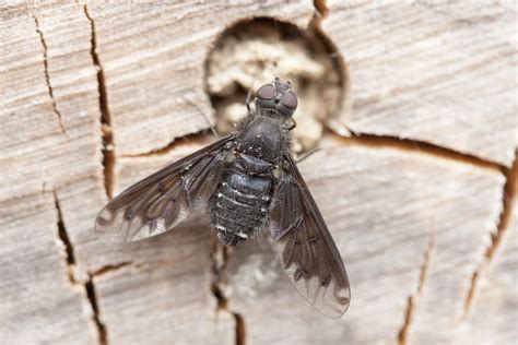 Black Bee Fly Found In Uk For First Time Buglife Latest News