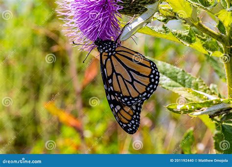 Monarch Butterfly Hanging On Thistle Flower Stock Photo Image Of