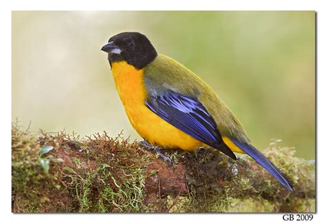 Black Chinned Mountain Tanager