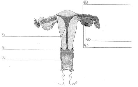 Ch Unit The Female Reproductive System Diagram Diagram Quizlet