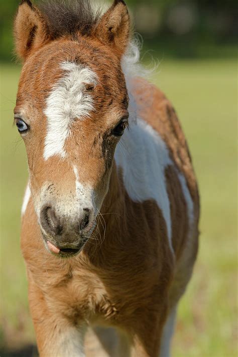 Baby Miniature Horse Paint Colt Photograph By Maresa Pryor Pixels