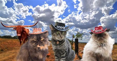 I Wanna Ba Cowboy Hat For Dogs And Cats Cat Stuff