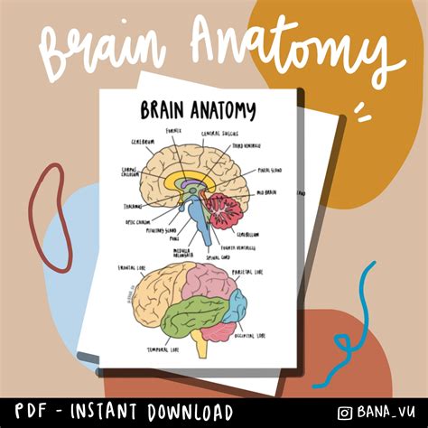 Brain Anatomy Poster Pack Laminated Human Brain Chart Medicine Quick Images