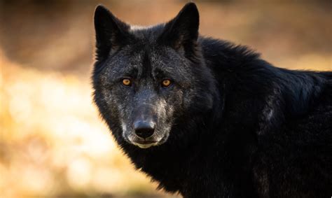 Llorar Cortesía Agarrar Lobos Negros Animal Excretar Acción De Gracias