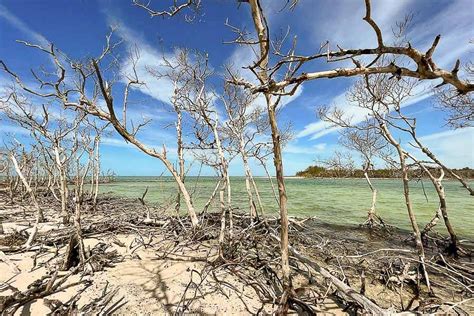 Explore The Ten Thousand Islands Southwest Floridas Wet Wonderland