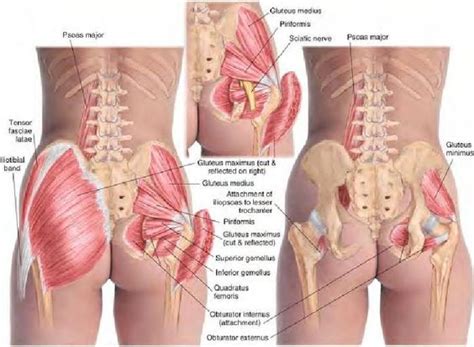 Anatomical terms allow us to describe the body and body motions more precisely. Buttock Anatomy - Anatomy Drawing Diagram