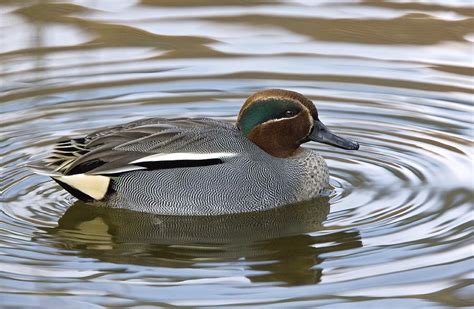 Eurasian Teal Photograph By Science Photo Library Pixels