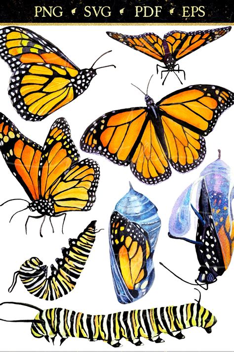 Monarch Butterfly Bundle Watercolor Clipart 831627 Illustrations