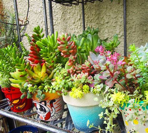 These fun plants are trendy right now because they're completely versatile. 35 How To Make An Indoor Succulent Dish Garden