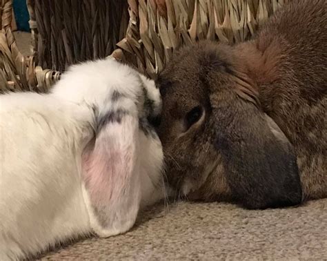 Bonding — Ivy Dene Rabbit Rescue