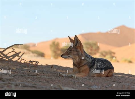 Black Backed Jackal (Canis mesomelas) one animal sitting shade in Namib