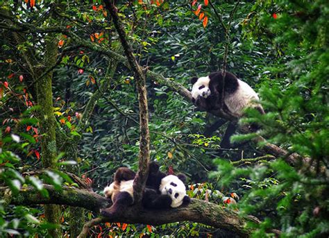 Giant Pandas Ate Bamboo As Early As 7 Million Years Ago Study Says