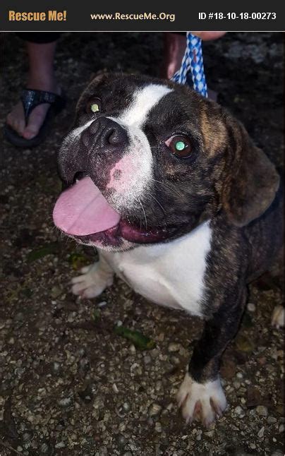 No gift is too small! ADOPT 18101800273 ~ French Bulldog Rescue ~ Beaumont, TX