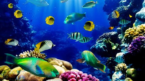 Fish Ocean Seabed Tropical Reef Coral Hd Wallpaper