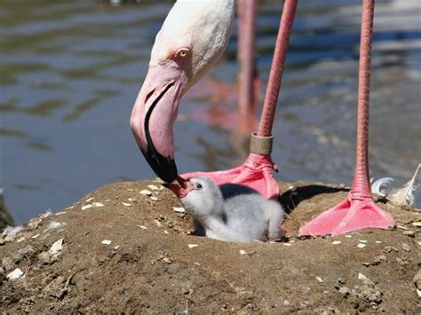Roger Williams Park Zoo Welcomes Baby Flamingo Cranston Ri Patch